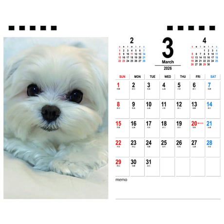 【予約販売】 シェリー マルチーズ 犬 2026年 卓上 カレンダー TA26359