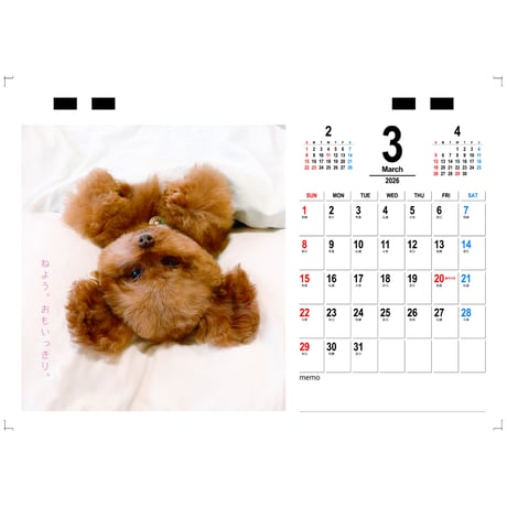 【予約販売】 もっちゃん トイプードル 犬 2026年 卓上カレンダー TC26167