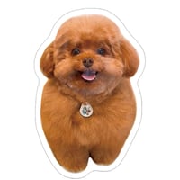 【予約販売】 もっちゃん トイプードル 犬 ステッカー 3枚セット SU010NN
