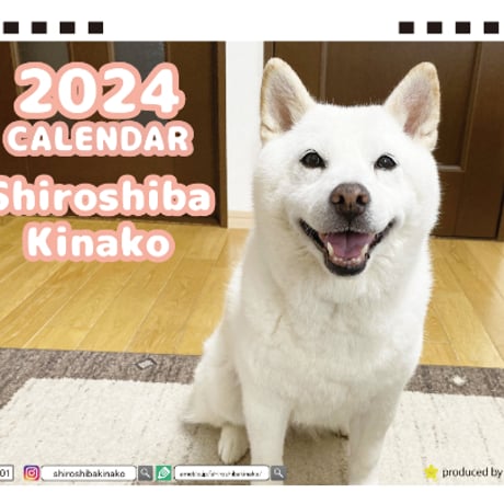 【予約販売】 白柴犬 きなこ 2024年 卓上 カレンダー TC24256