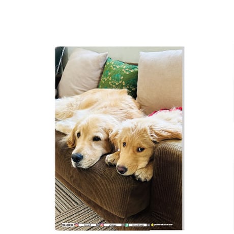 【予約販売】 ゴールデンレトリバー犬のコメ&イクラ 2025年 A5ノート帳 No25369