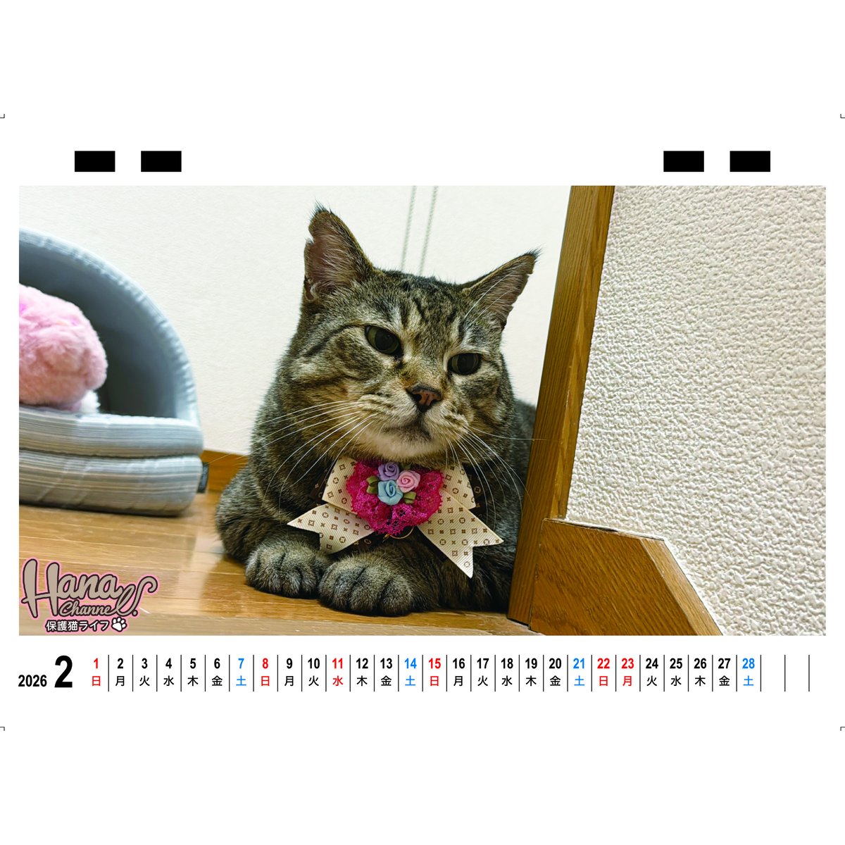 予約販売】 Hana Channel 保護猫ライフ 2026年 卓上 カレンダー TC263