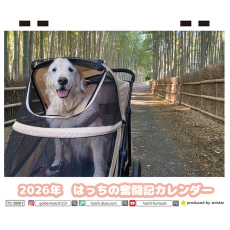 【予約販売】 ゴールデンレトリバー はっちの奮闘記 犬 2026年 卓上全面 カレンダー TC26075