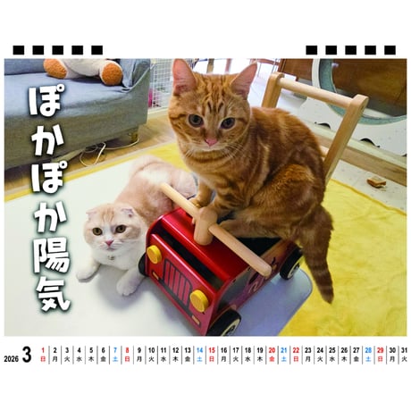 【予約販売】 犬と猫の親バカ日記 じゅんちゃん茶太郎 2026年 卓上カレンダー TA26210