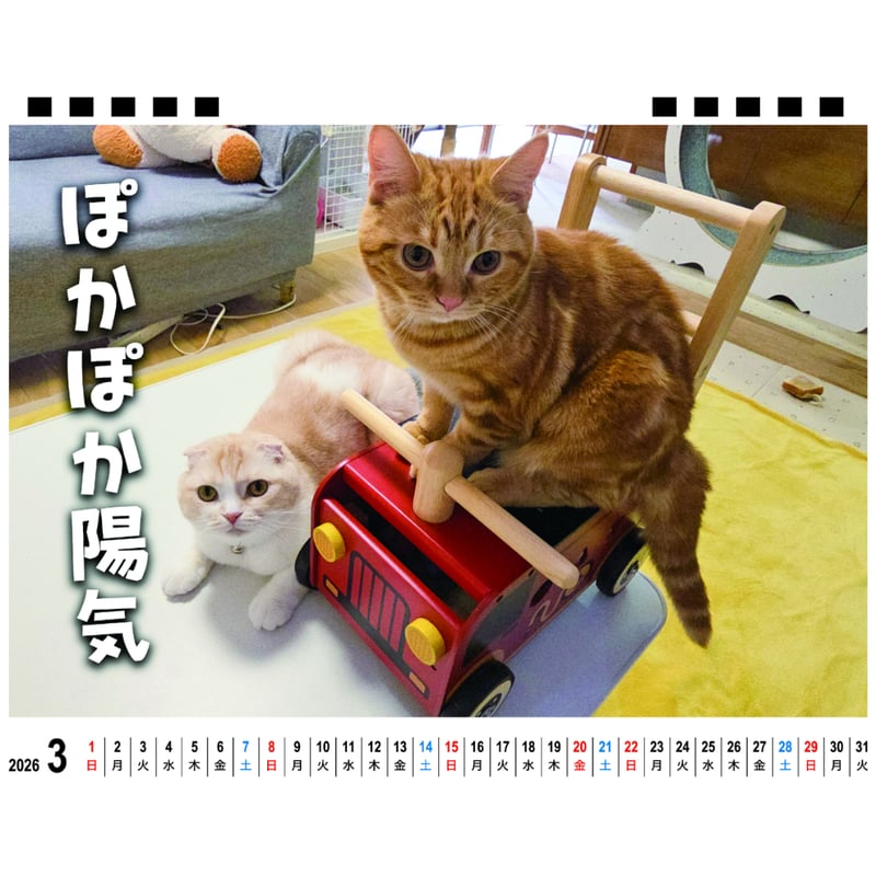 予約販売】 犬と猫の親バカ日記 じゅんちゃん茶太郎 2026年 卓上