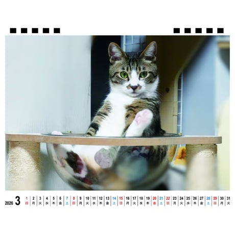 【予約販売】 リキちゃんねる 猫 2026年 卓上 カレンダー TA26343