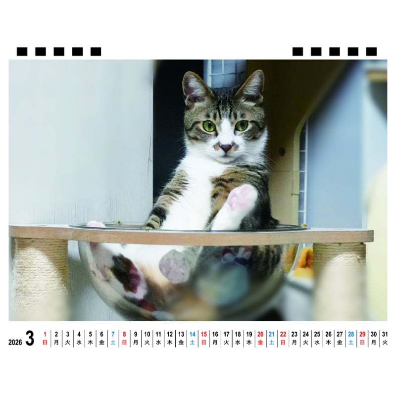 予約販売】 リキちゃんねる 猫 2026年 卓上 カレンダー TA26343 | ANISTAR