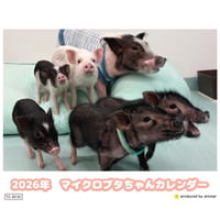 【予約販売】 マイクロブタちゃん 2026年 卓上カレンダー TC26161