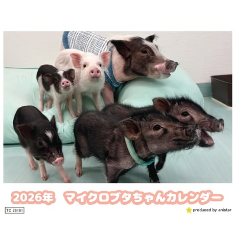 【予約販売】 マイクロブタちゃん 2026年 卓上カレンダー TC26161