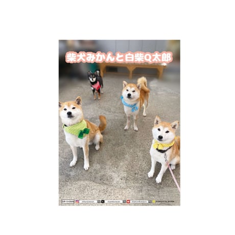 【予約販売】 柴犬みかん園ファミリー 2026年 日記帳 DR010NN