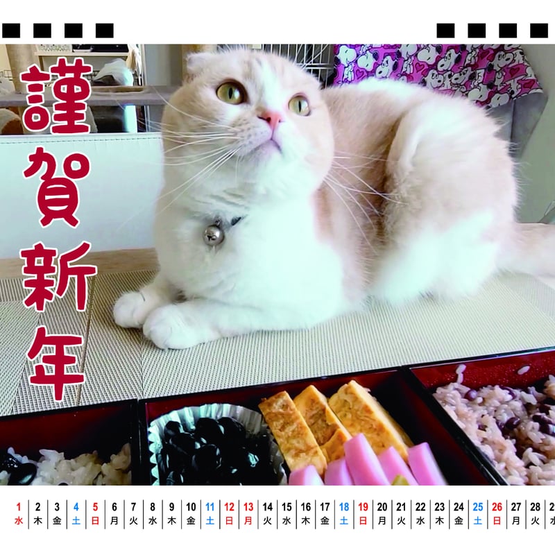 予約販売】 犬と猫の親バカ日記 まんまるじゅんちゃん 2025年 予約販売】 犬と猫の親バカ日記 まんまるじゅんちゃん 2025年