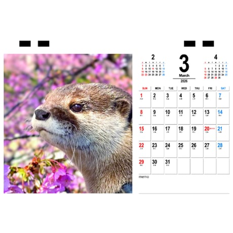 【予約販売】 カワウソ ATY 2026年 卓上 カレンダー TC26363