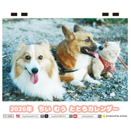 【予約販売】 ちい むう ととろ コーギー 猫 2026年 卓上全面 カレンダー TC26031