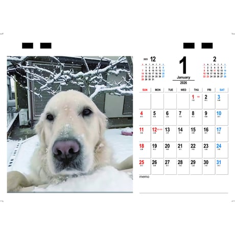 【予約販売】 ゴールデンレトリバー メイ 犬 2026年 卓上半面 カレンダー TC26080