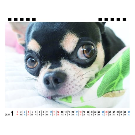 【予約販売】 ちわわん生活 チワワ 犬 2026年 卓上カレンダー TA26141