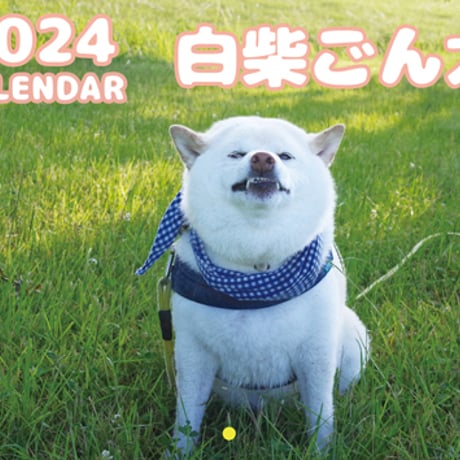 【予約販売】 柴犬 白柴のごん太 2024年 壁掛け カレンダー KK24042