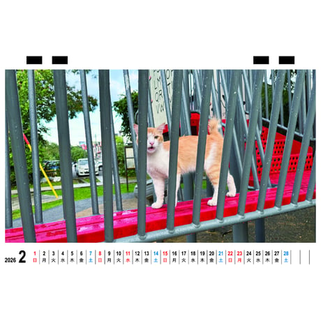 【予約販売】 ねころぐ マレーシアの街のねこたち 猫 2026年 卓上 カレンダー TC26320