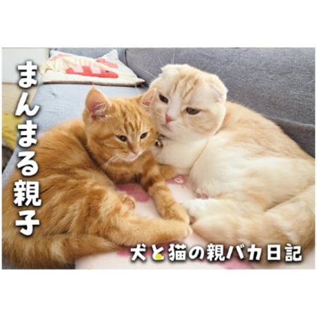 【予約販売】 犬と猫の親バカ日記 じゅんちゃん茶太郎 2026年 壁掛けカレンダー KA26208