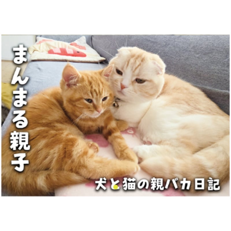 予約販売】 犬と猫の親バカ日記 じゅんちゃん茶太郎 2026年 壁掛け