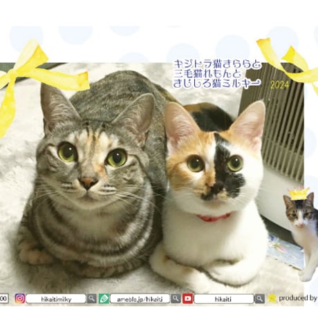 【予約販売】 キジトラネコきらら＆三毛猫れもん＆きじしろ猫ミルキー 2024年 卓上 カレンダー TC24173