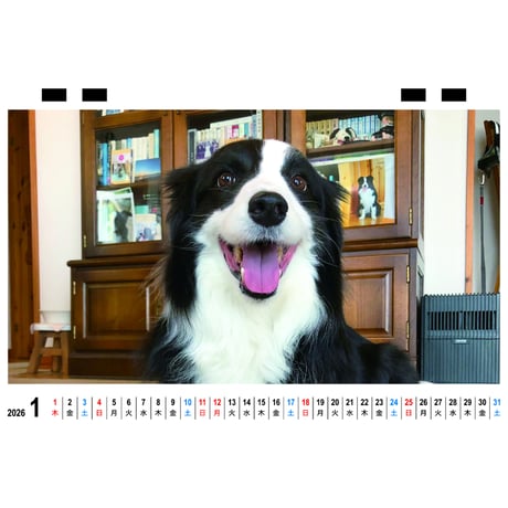 【予約販売】 シャーロック ボーダーコリー 犬 2026年 卓上全面 カレンダー TC26029