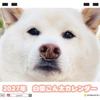 【予約販売】 白柴ごん太 柴犬 2027年 卓上 カレンダー TC27007