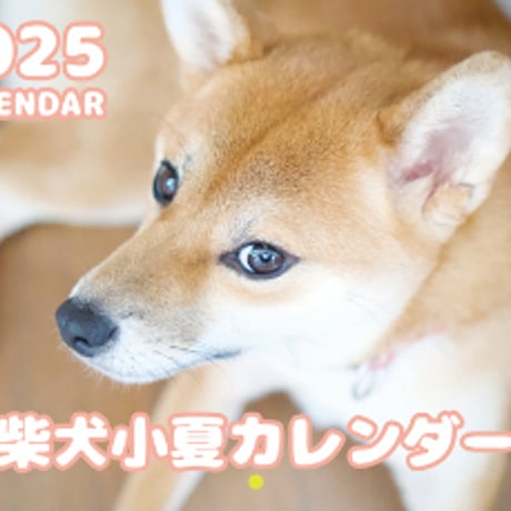 STORES 柴犬の検索結果