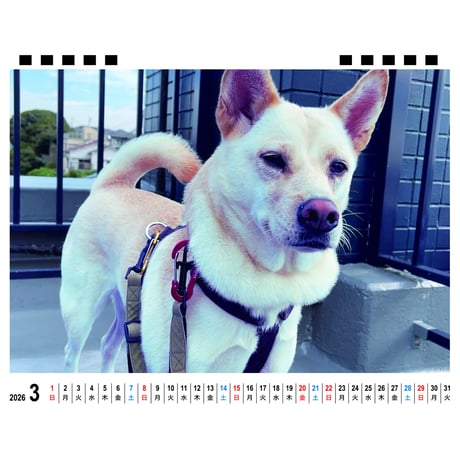【予約販売】 元保護犬の竜之助とアッチャン 2026年 卓上 カレンダー TC26296