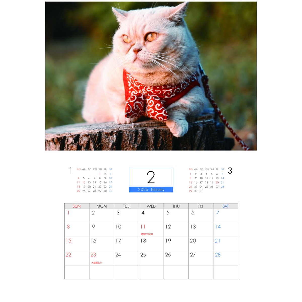 予約販売】 ちい むう ととろ コーギー 猫 2026年 壁掛け カレンダー