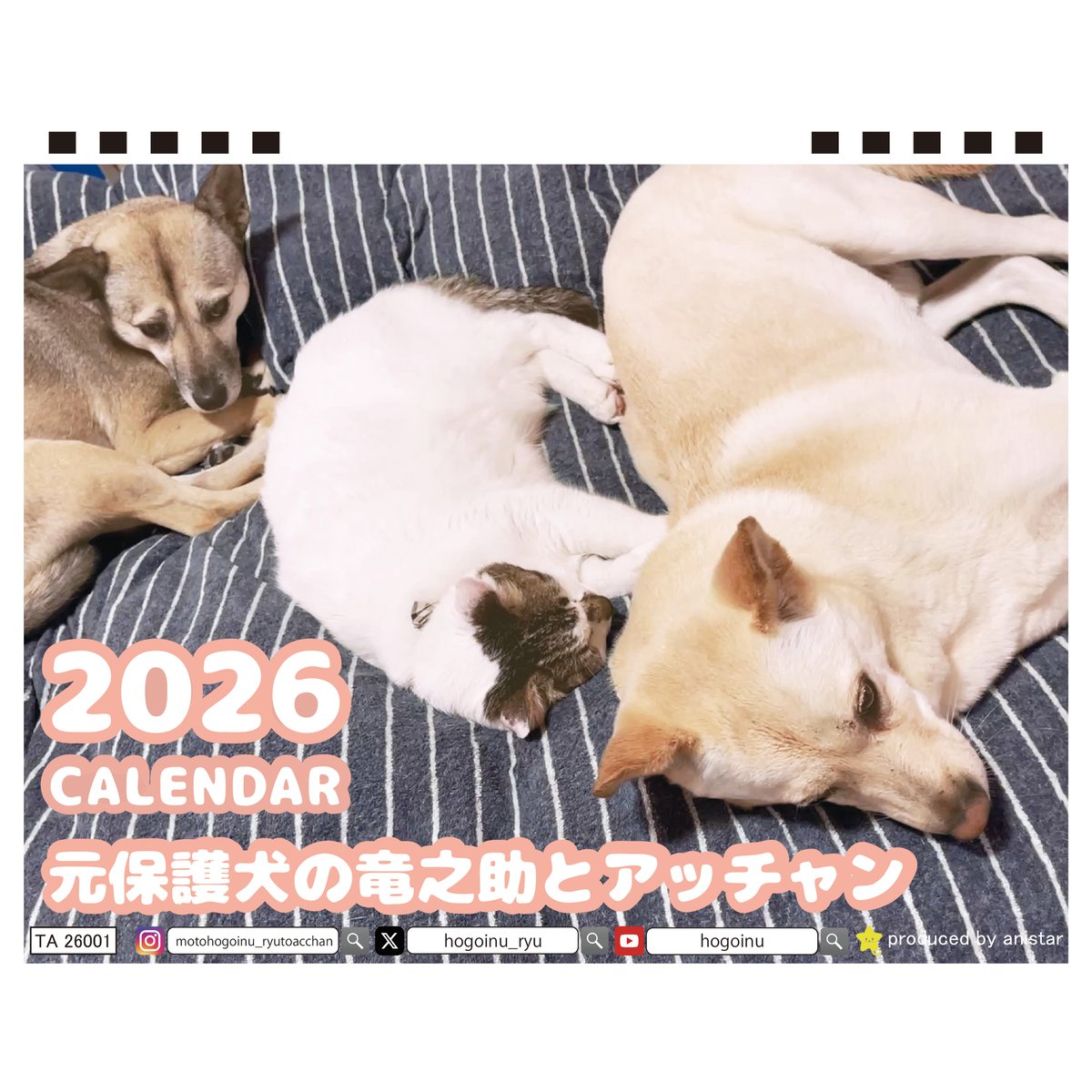 予約販売】 元保護犬の竜之助とアッチャン 2026年 卓上 カレンダー