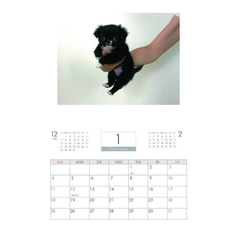 予約販売】 BABY UNI チワワ 犬 2026年 壁掛け カレンダー KA26018 |