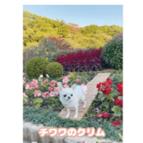 【予約販売】 チワワのクリム 2025年 犬 家計簿帳 CA25333
