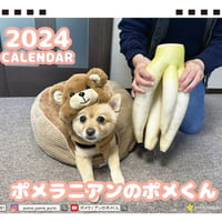 【予約販売】 ポメラニアンのポメくん 2024年 卓上 カレンダー 犬 TC24318