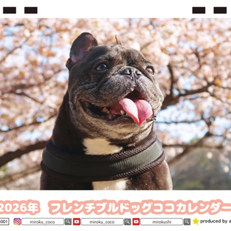 予約販売】 フレンチブルドッグ ココ 犬 2026年 卓上全面 カレンダー