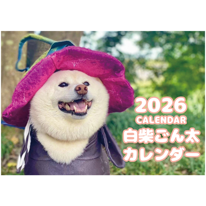 予約販売】 白柴ごん太 柴犬 2026年 壁掛け カレンダー KA26012 | ANISTAR
