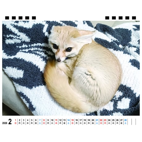 【予約販売】 フェネックギツネのてつお 2026年 卓上カレンダー TA26225