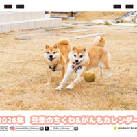 【予約販売】 柴犬 豆柴のちくわ＆がんも 2026年 卓上カレンダー TC26276