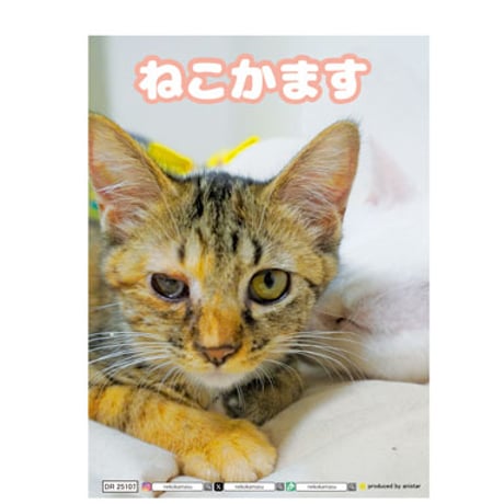 【予約販売】 ねこかます 2025年 日記帳 DR25107