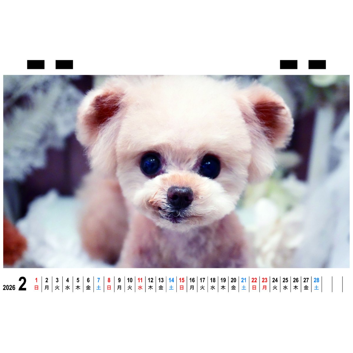 予約販売】 トイプードルのクレマ 犬 2026年 卓上カレンダー TC26073