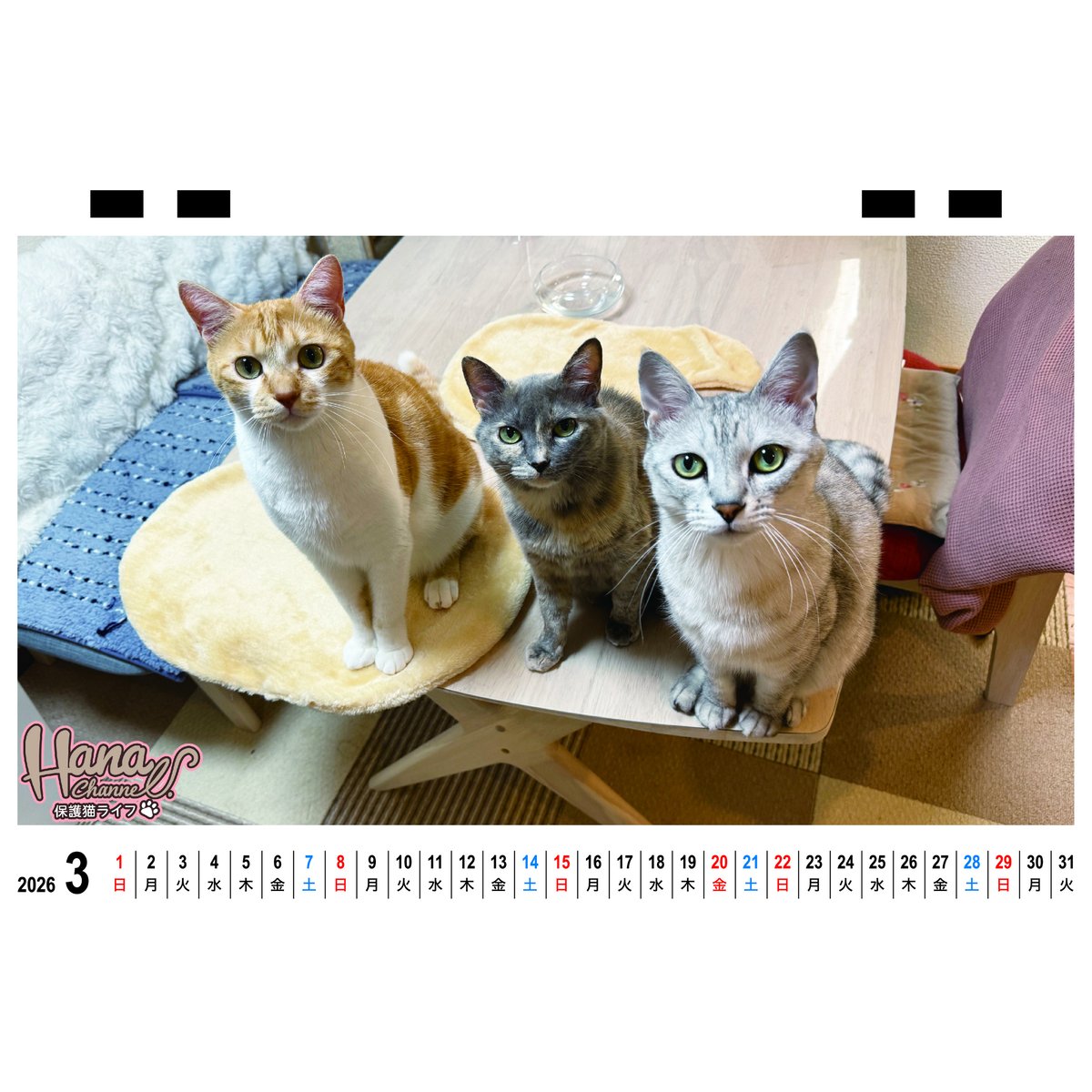 予約販売】 Hana Channel 保護猫ライフ 2026年 卓上 カレンダー TC263