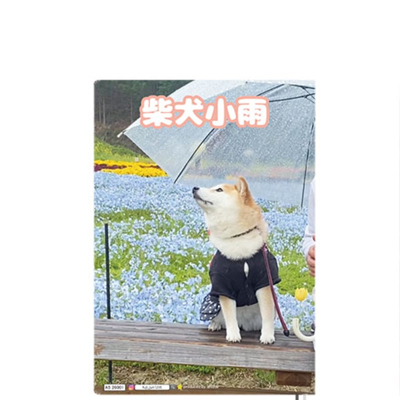 予約販売】 柴犬 小雨 2026年 A5スケジュール帳 A526007 | ANISTAR