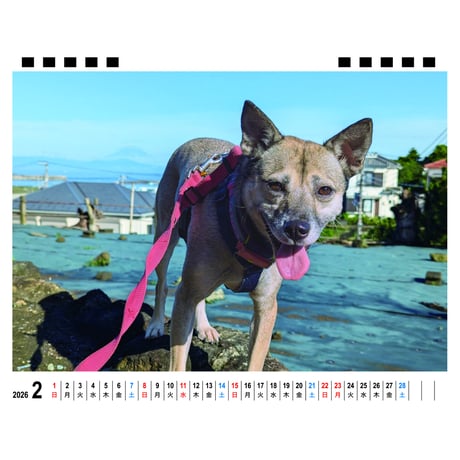 【予約販売】 元保護犬の竜之助とアッチャン 2026年 卓上 カレンダー TC26296