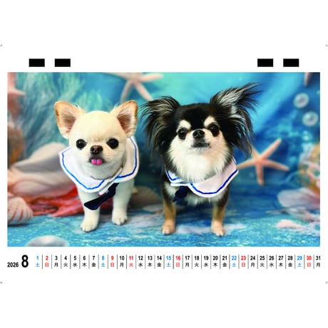 【予約販売】 チワワのUNI＆EBI 犬 2026年 卓上カレンダー TC26118