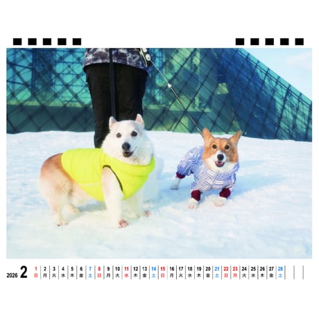 【予約販売】 ノエル&モナ コーギー 犬 2026年 卓上全面 カレンダー TA26334