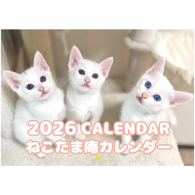 予約販売】 ねこたま庵 猫 2026年 壁掛け カレンダー KK26021 | ANISTAR