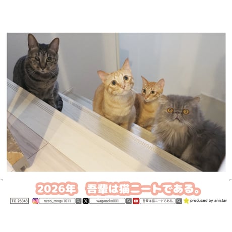 STORES 猫の検索結果