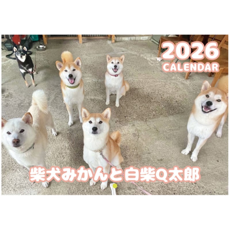 柴犬君 ページ 予約販売】 柴犬みかん園ファミリー 2026年 壁掛け カレンダー KA26326