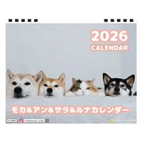 【予約販売】 柴犬 モカ＆アン＆サラ 2026年 卓上カレンダー TA26083