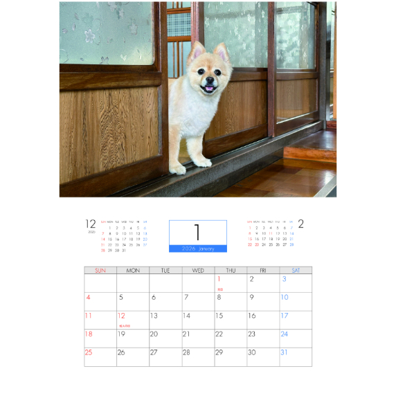 予約販売】 ポメラニアンのポメくん 犬 2026年 壁掛け カレンダー