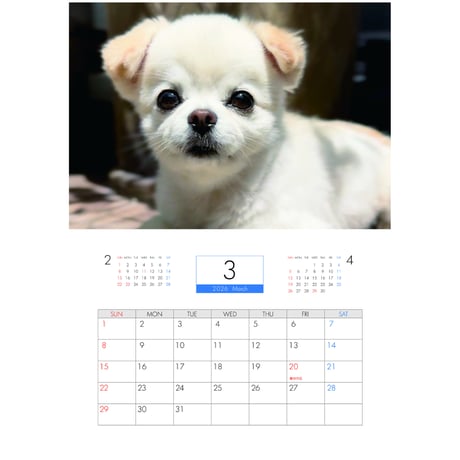 【予約販売】 てんちゃん・たるちゃん 犬 2026年 壁掛けカレンダー KK26256